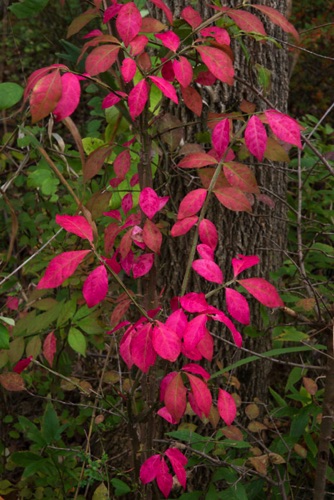 Burning Bush 2, Great Swamp National Wildlife Refuge, NJ (4462 SA).jpg Burning Bush 2, Great Swamp National Wildlife Refuge, NJ (4462 SA).jpg